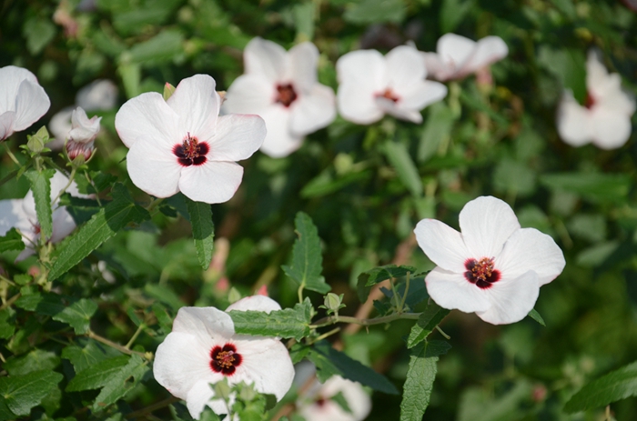 09 高(gāo)砂芙蓉.jpg