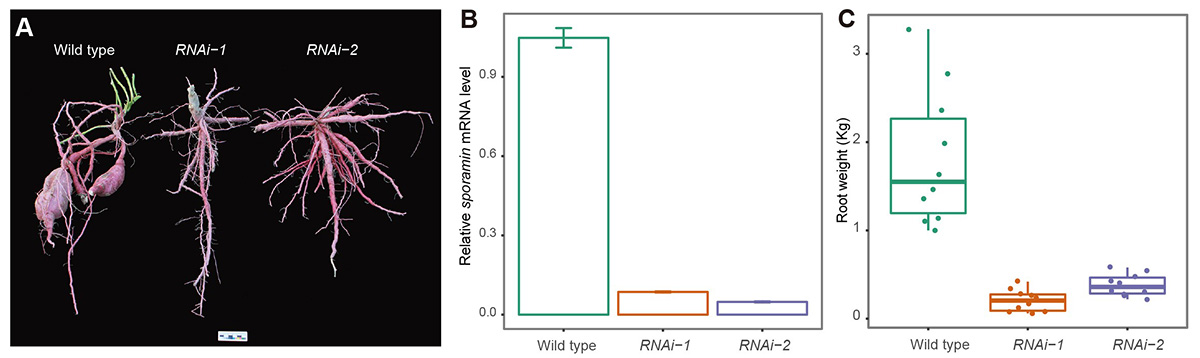 圖4 Sporamin RNAi株系的(de)塊根産量下(xià)降.jpg