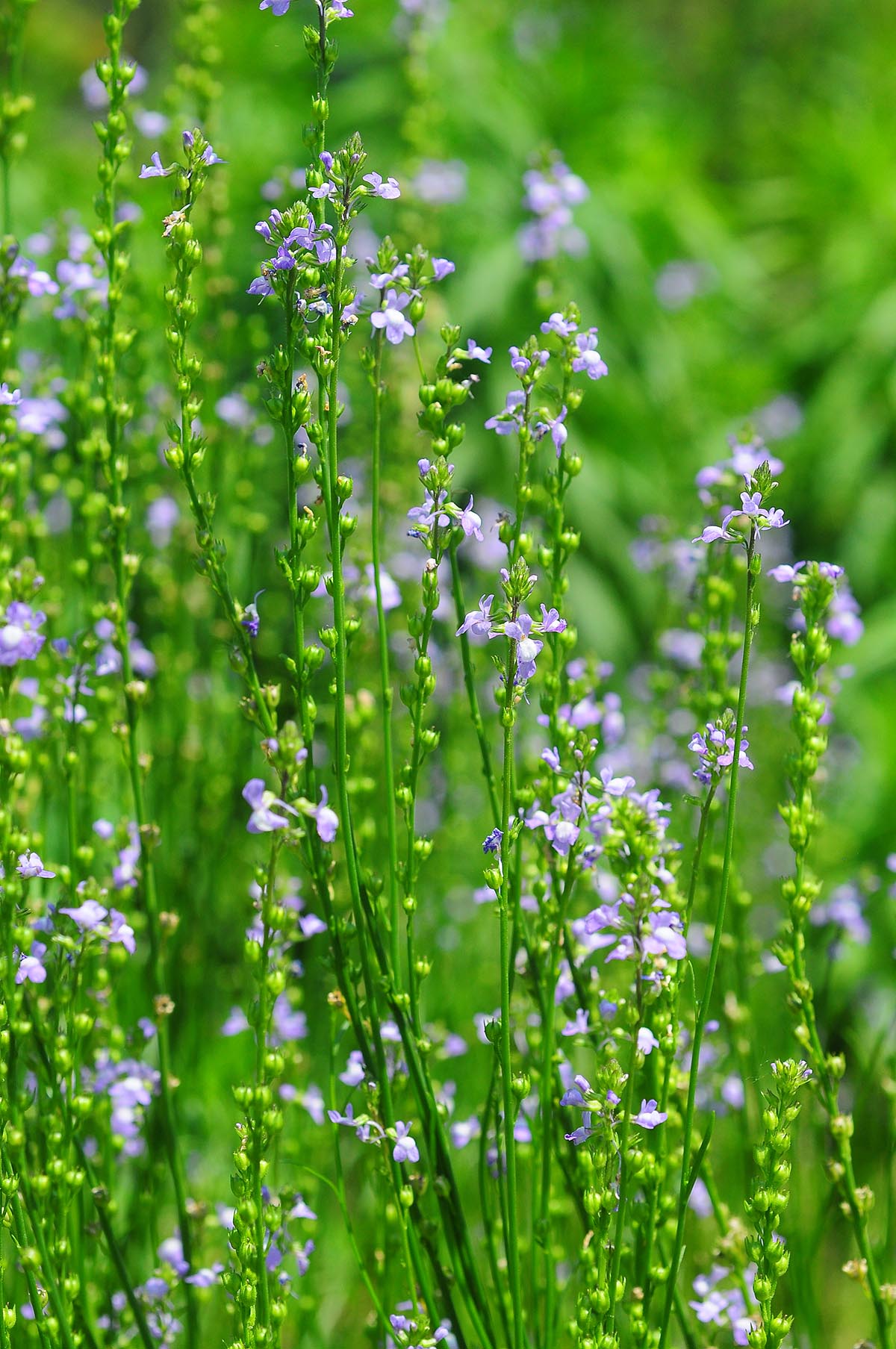 處于擴散初期的(de)細柳穿魚 Linaria canadensis.jpg