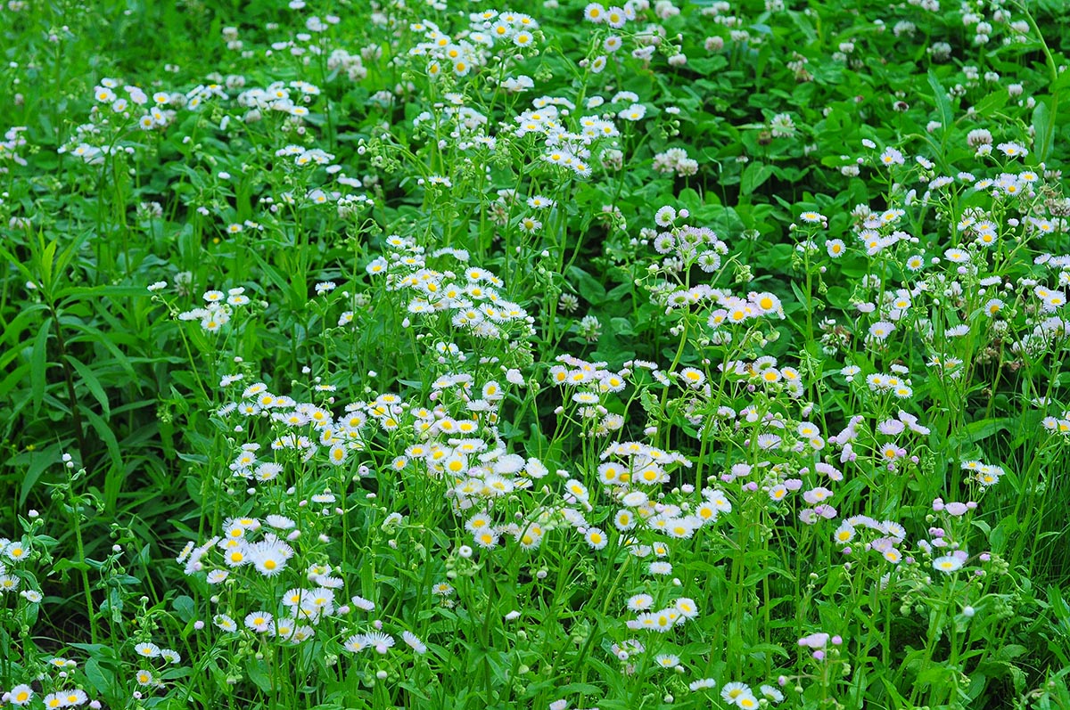 在華東地區(qū)入侵日益嚴重的(de)春飛(fēi)蓬 Erigeron philadelphicus.jpg