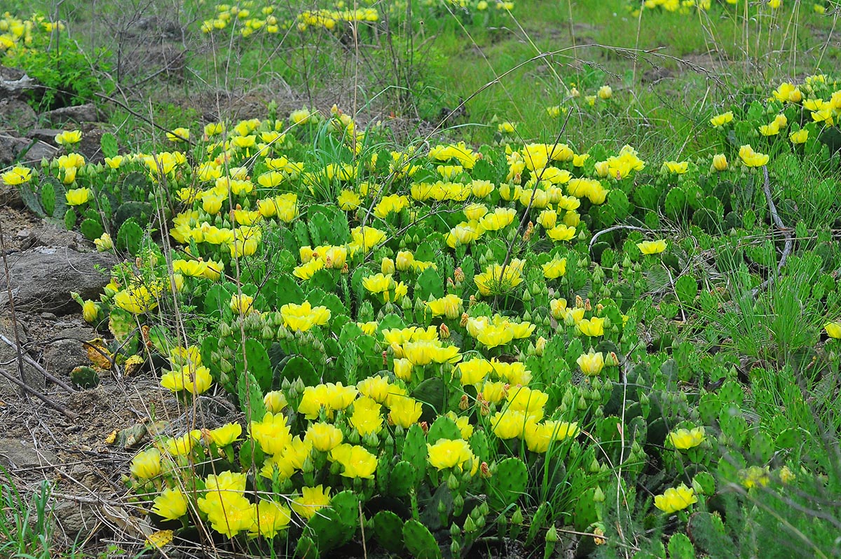 2021年發現于山東的(de)匍地仙人(rén)掌 Opuntia humifusa.jpg