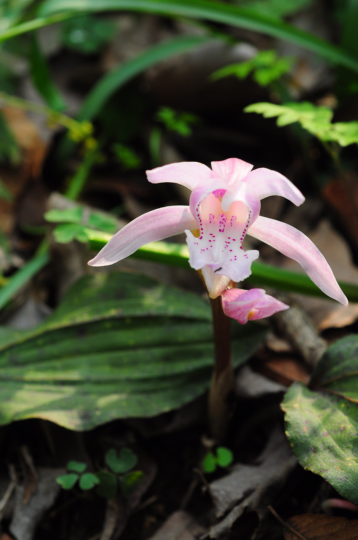 國家二級保護植物(wù)、瀕危物(wù)種獨花蘭 Changnienia amoena.jpg