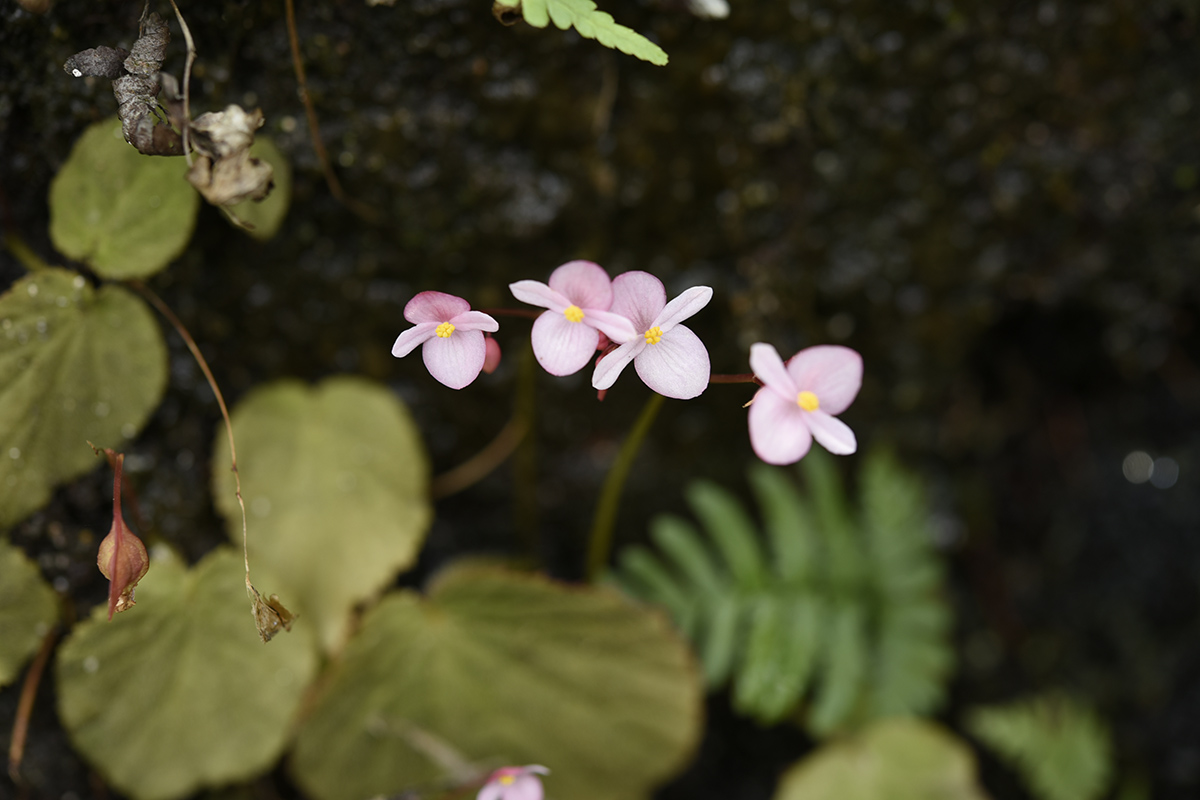 汝城(chéng)秋海棠花.jpg