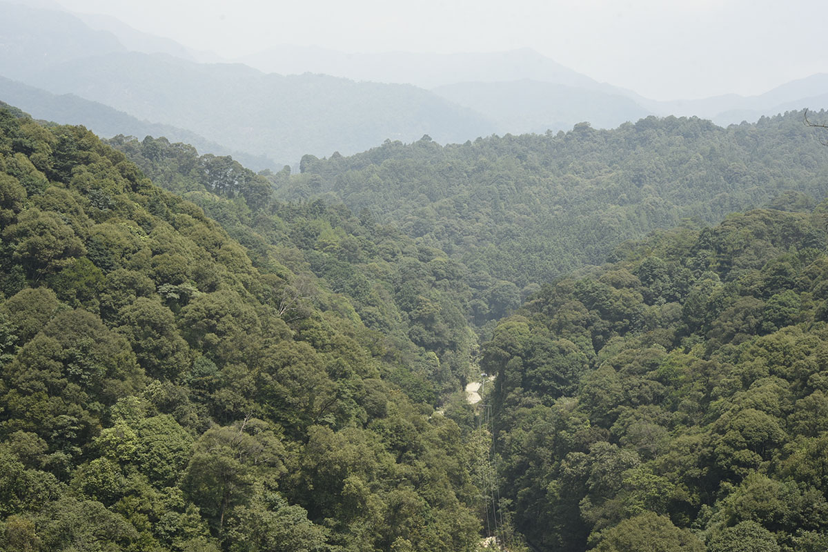 汝城(chéng)秋海棠生境.jpg