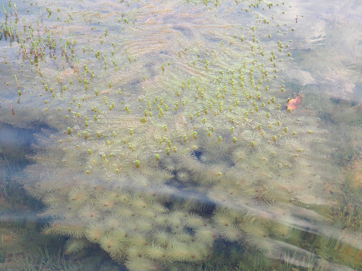 Rotala_wallichii_瓦氏節節菜_陳彬_中國_江西省鷹潭市貴溪市_2023年07月(yuè)15日.jpg